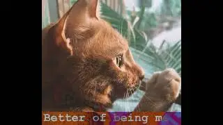 Better off being me|New| Urdu/Hindi | indie pop |alternative | 2024