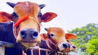 Cow unloading, cow videos, big cow video, biggest cow video, Bangladeshi cow video, EP-82
