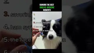 RANKING THE BEST DOGS VS. MEDICINE MOMENTS