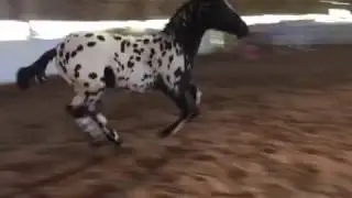 LEGENDARISCH GWF at 6 months--canter right-- 2017 Black leopard Appaloosa X Friesian colt FOR SALE