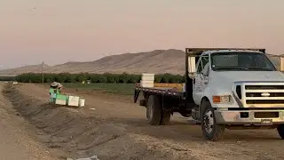 Checking On Bees In Cantaloupe Pollination