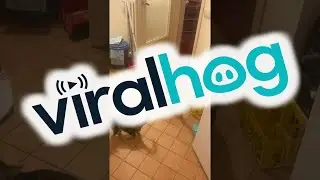 Cat Bursts Out of Cupboard at Sound of Kibble || ViralHog
