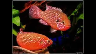 JEWEL CICHLID FISH