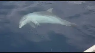 Unbelievable Dolphin Encounter from Our Boat!