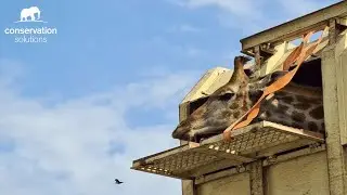 Longest Giraffe translocation by road - 2021