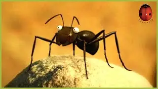The Infernal Anthill 🐜 Minuscule 🍃 45' Compilation
