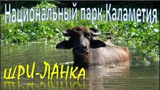 Национальный парк Kalametiya Bird, Шри-Ланка.