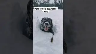 Zeus's Happiness #rottweilervideo #rottweilerzeus #funnyvideo #lol