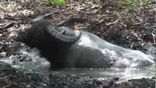 Wild Water Buffalo Takes A Mud Bath