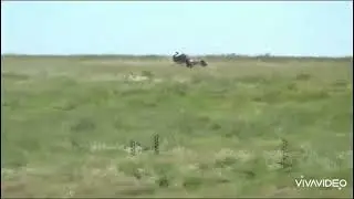 Galgos vs avestruz 
