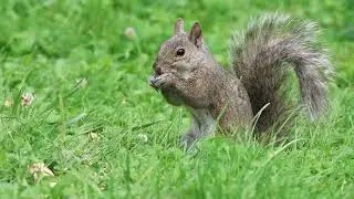 Eastern Gray Squirrel