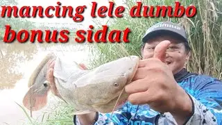 Mancing lele Dumbo liar di sungai tadu