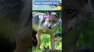Top 5 Animals with Exceptional Parental Care