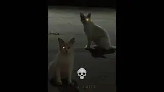 Cats in sync moments 💀