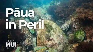 Could Aotearoa lose one of its iconic kaimoana forever? I The Hui 2025