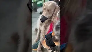Dog with human eyes #dogvideos #dogshorts #dogeyes #humandog #animalshorts #touching #pov