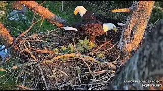 Trempealeau Eagles: First Light  Explore.org 10-26-2025