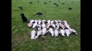 Orkney Islands Greylag Goose Shooting 2026
