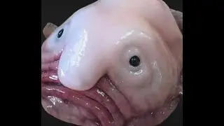 smlwiki brainrot