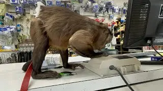 Gunner Boeh The Work Monkey Out Buying Parts