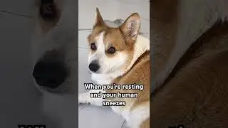 When you&rsquo;re resting and your human sneezes #cute #corgi #judging