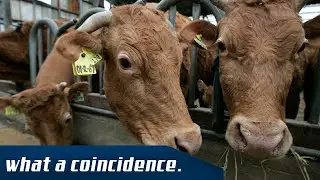 Genetically modified cattle cleared in the U.S. What a coincidence.