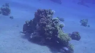 Octopuses punch fishes during collaborative interspecific hunting events - Video S2