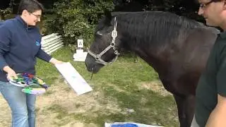 Das malende Pferd
