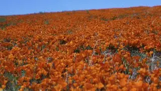 Spectacular spring superbloom in California