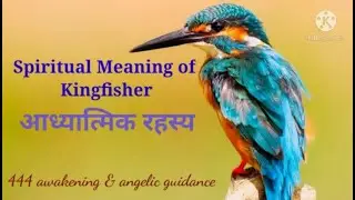 Spiritual Meaning Of Kingfisher (hindi)🐦