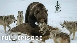 Cuando la familia significa supervivencia: Lobos contra Oso