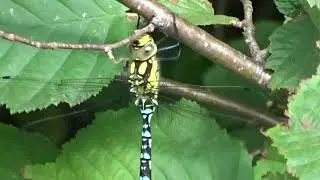 Blaugr&uuml;ne Mosaikjungfer Libelle Edellibelle Gro&szlig;libelle Aeshna cyanea