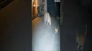 Leopard Attacks Kitten Brave Mom Steps In 😱        #cctv #wildlife #lionattack #aivideo