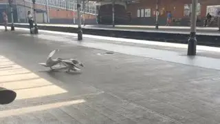 Birds Fight: Intense Seagull Showdown Caught on Camera || WooGlobe
