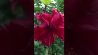 Forms of formless God. Hibiscus flower #divine #divination #kaliworld