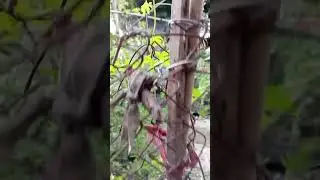 sumisigla na si blue gan african love bird