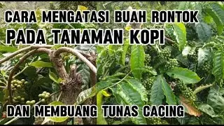 Cara mengatasi kerontokan pada buah kopi‼️