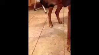 Buddy- stage 1