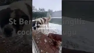 St Bernard Ve İngiliz Cocker Dostluğu