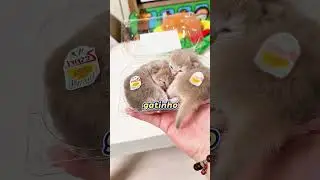 Tudo virou gato O dia mais fofo e louco de todos! 🐱✨