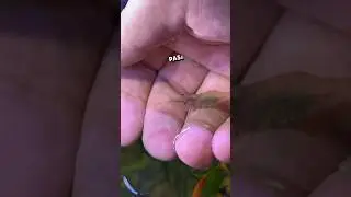 Camar&oacute;n Fantasma 🦐👻#camar&oacute;n # #aquarium #snail pezbetta #fishtank #fish #acuario #guppyaquarium