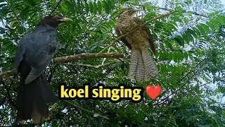 Asian Koel || Singing || Nature Web #lbrai