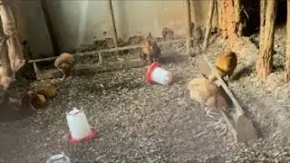 Raising chickens at home