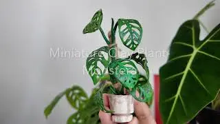 Making 100 Miniature Plant by hand - 4/100 Monstera deliciosa 'Giant Holes'​