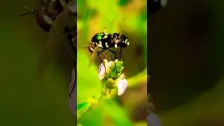new insect🐝 #shorts #insects #insectmacro #nature #wildlifeentertainment
