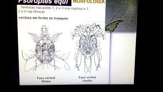 Astigmatas - Fam&iacute;lia Psoroptidae