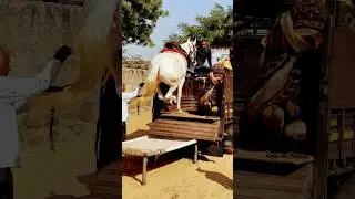 Horse biggest talent amazing skills ###horseskills ###talent ##amazing ###trending