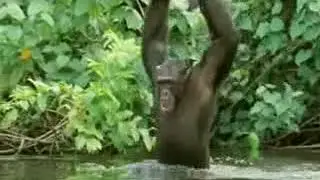 David Attenborough on the Aquatic Ape Hypothesis