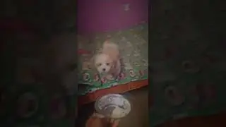 sizzu puppy ice cream cravings