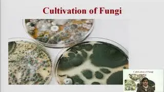Cultivation of Fungi and Virus
